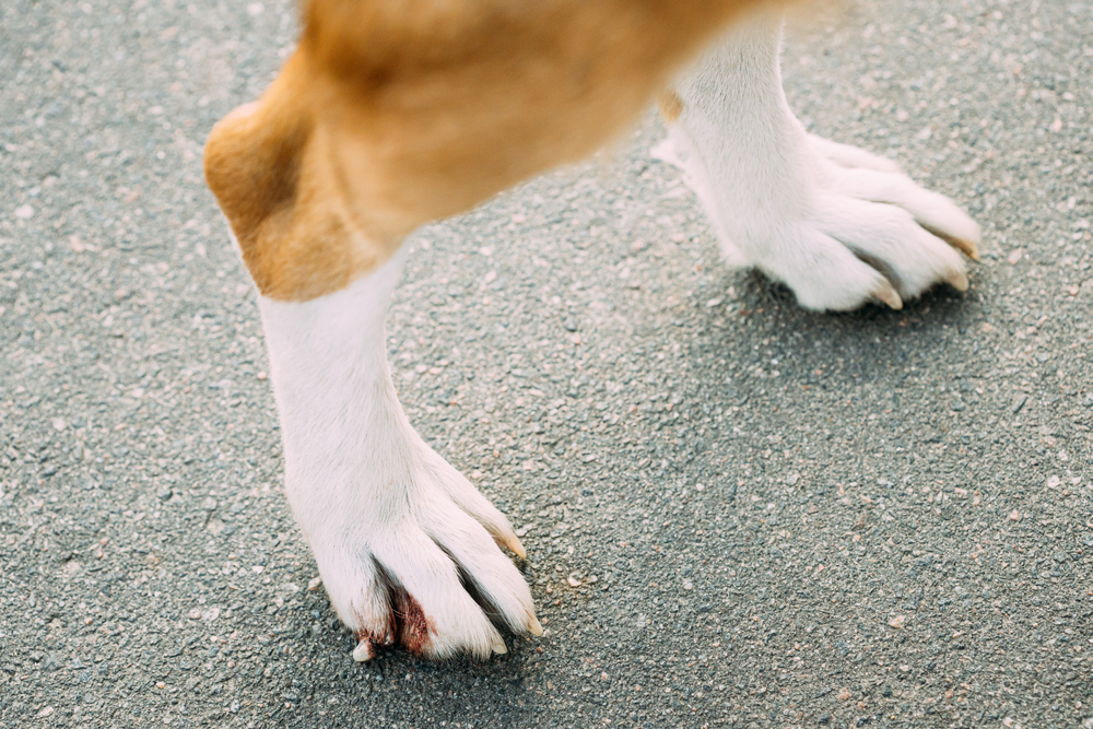 Damaged,Claw,And,Finger,In,Dog.,Dog's,Paws,Close,Up