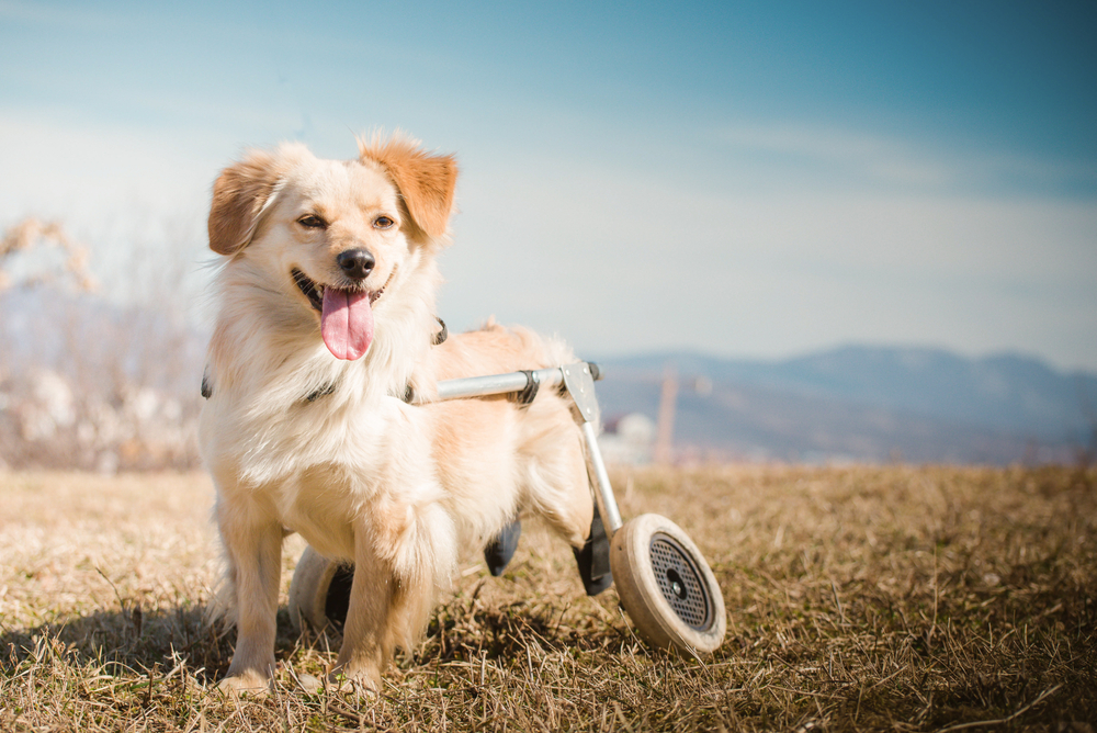 Cute,Little,Dog,With,Disabilities,In,Wheelchair,During,A,Walk