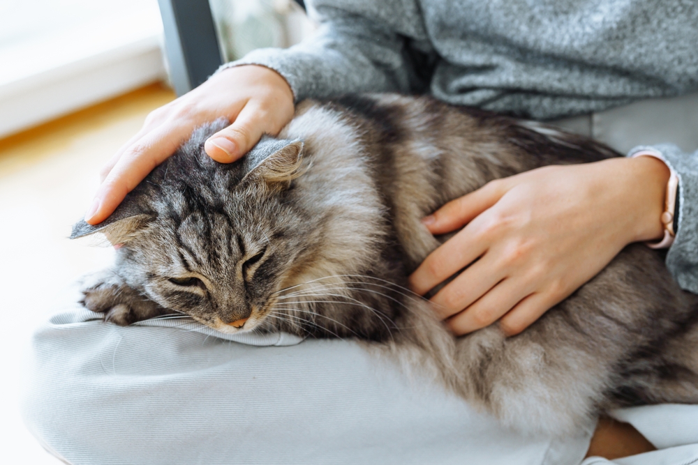 Close-up,Of,Gray,Fluffy,Cat,Sleeping,On,Human's,Lap,,Hands