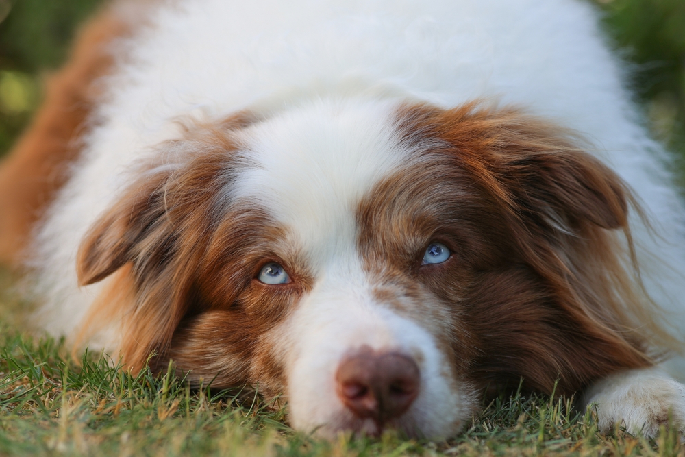 Overweight,Brown,And,White,Merle,Border,Collie,Dog,With,Striking