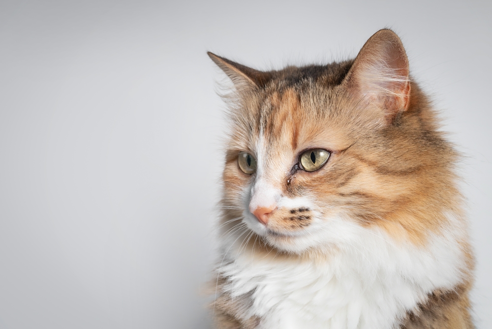 Cat,With,Teary,Eye,On,Grey,Background.,Side,Profile,Cat