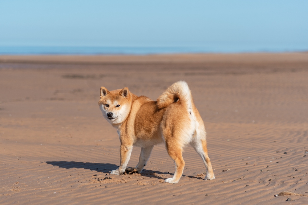 Shiba,Inu,Dog,Is,Running,On,The,Sand,Beach,On