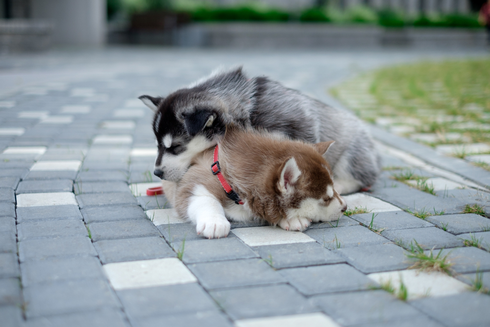 Puppy,Dog,Is,Walking,On,The,Street