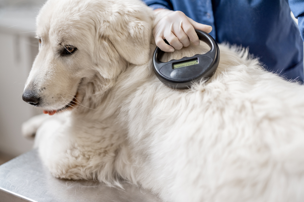 Veterinarian,Checking,Microchip,Implant,Under,Sheepdog,Dog,Skin,In,Vet