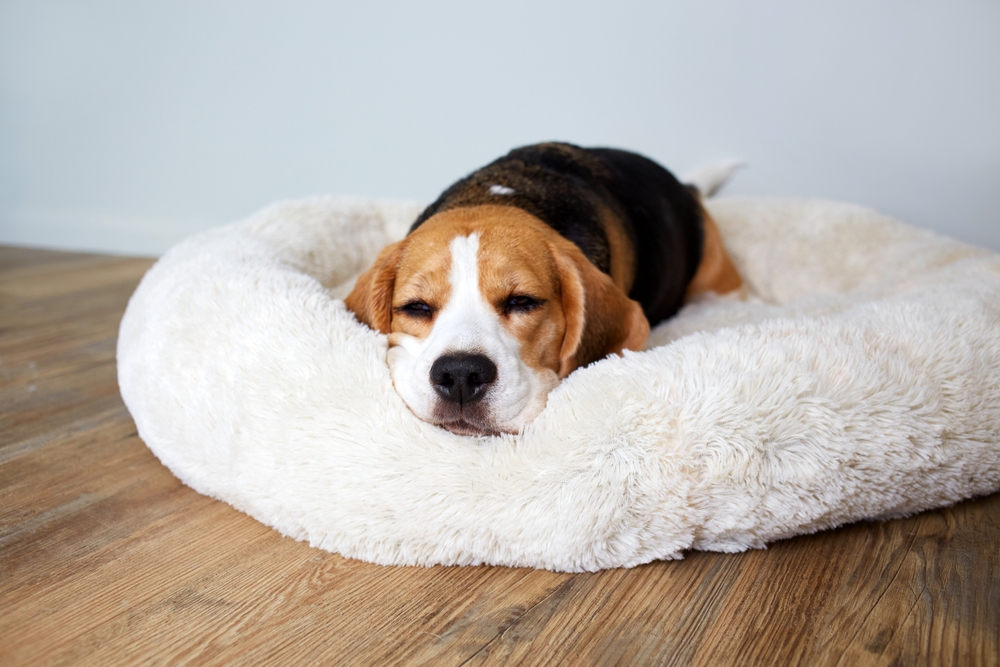 A,Beagle,Dog,Sleeps,On,A,Soft,Fluffy,Dog,Bed