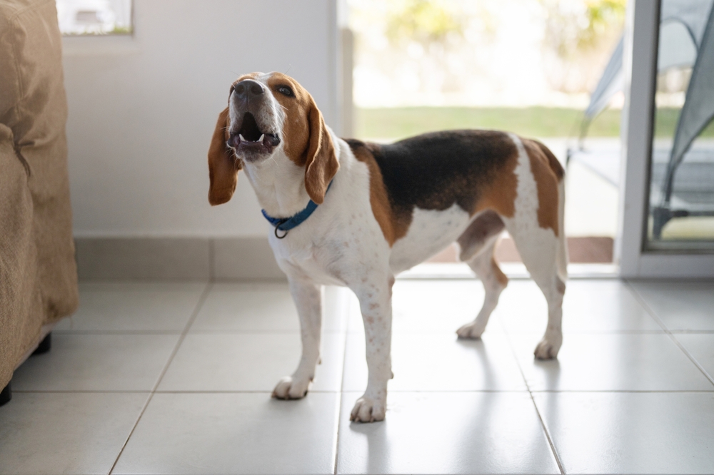 Beagle,Dog,Bark,At,House,Asking,For,Play,Attention