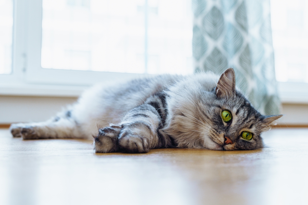 Domestic,Gray,Fluffy,Purebred,Maine,Coon,Cat,With,Green,Eyes