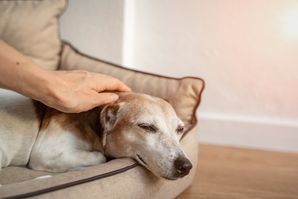 Dog,Petting,By,Woman,Hand.,Relaxed,Closed,Eyes.,Close,Up