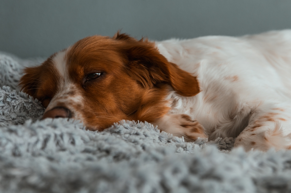 Tired,Dog.,Healthy,Best,Friend.,Spaniel.,Dog,Lover.